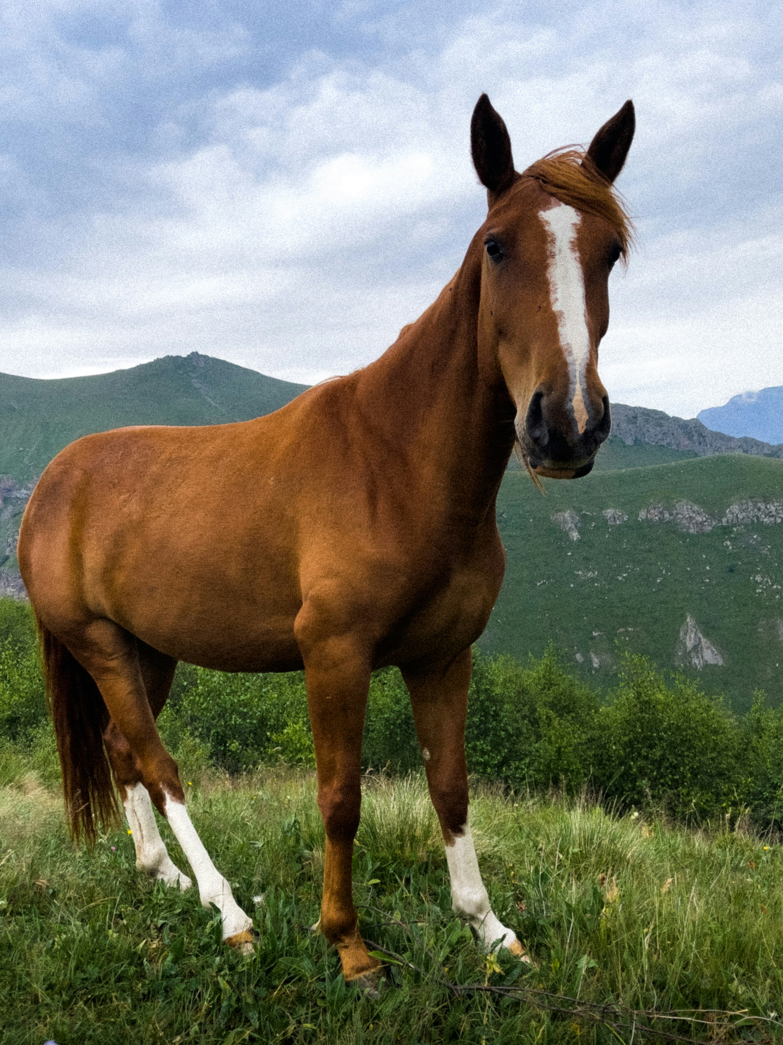 brown and white horse on green grass field during daytime